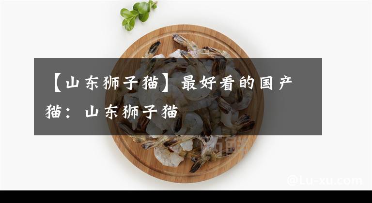 【山東獅子貓】最好看的國(guó)產(chǎn)貓：山東獅子貓