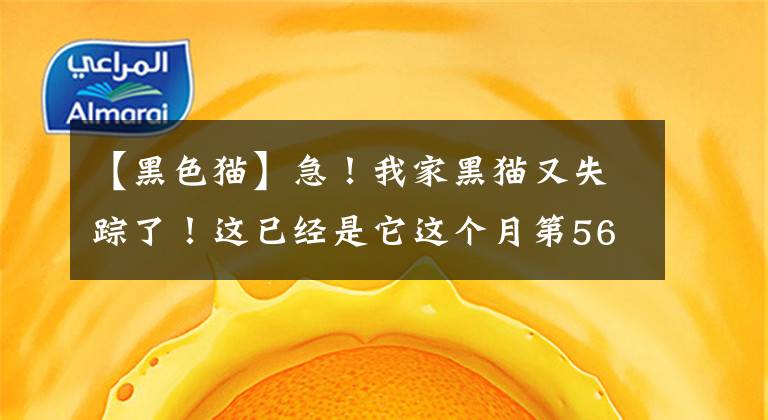 【黑色貓】急！我家黑貓又失蹤了！這已經(jīng)是它這個月第56次消失