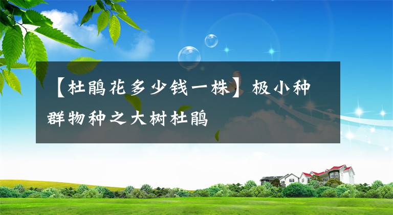 【杜鵑花多少錢一株】極小種群物種之大樹杜鵑