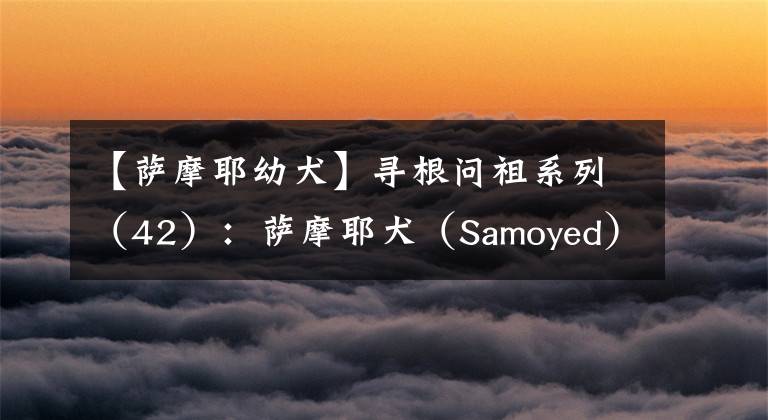 【薩摩耶幼犬】尋根問祖系列（42）：薩摩耶犬（Samoyed）