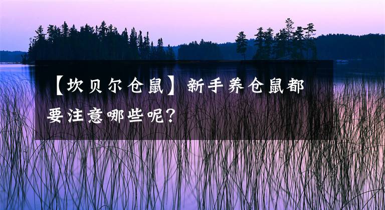 【坎貝爾倉鼠】新手養(yǎng)倉鼠都要注意哪些呢？