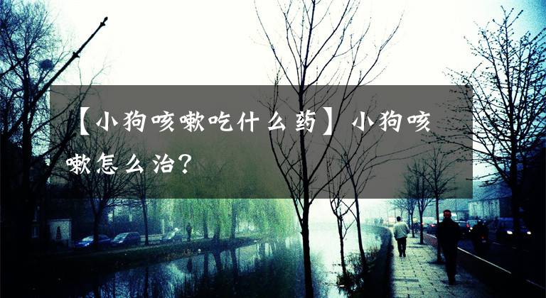 【小狗咳嗽吃什么藥】小狗咳嗽怎么治？