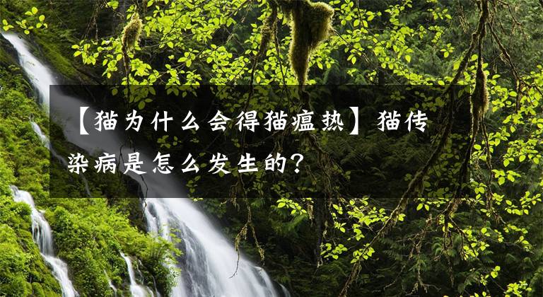 【貓為什么會(huì)得貓瘟熱】貓傳染病是怎么發(fā)生的？