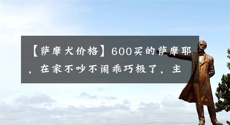 【薩摩犬價格】600買的薩摩耶，在家不吵不鬧乖巧極了，主人：這可能是只假狗