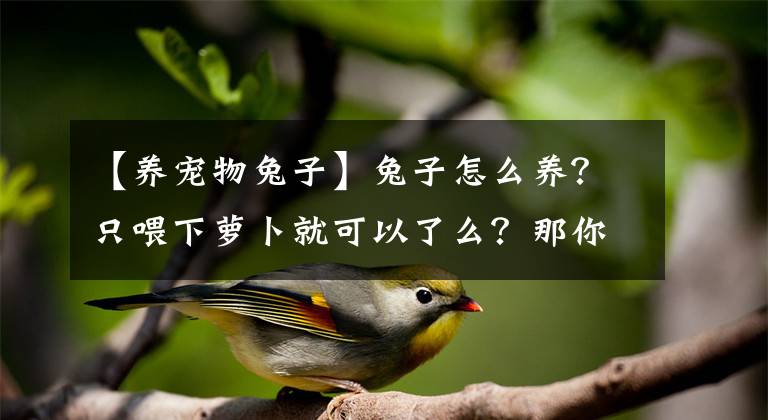 【養(yǎng)寵物兔子】兔子怎么養(yǎng)？只喂下蘿卜就可以了么？那你就天真了