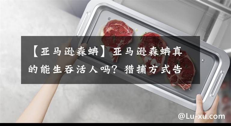 【亞馬遜森蚺】亞馬遜森蚺真的能生吞活人嗎？獵捕方式告訴你可能性極低