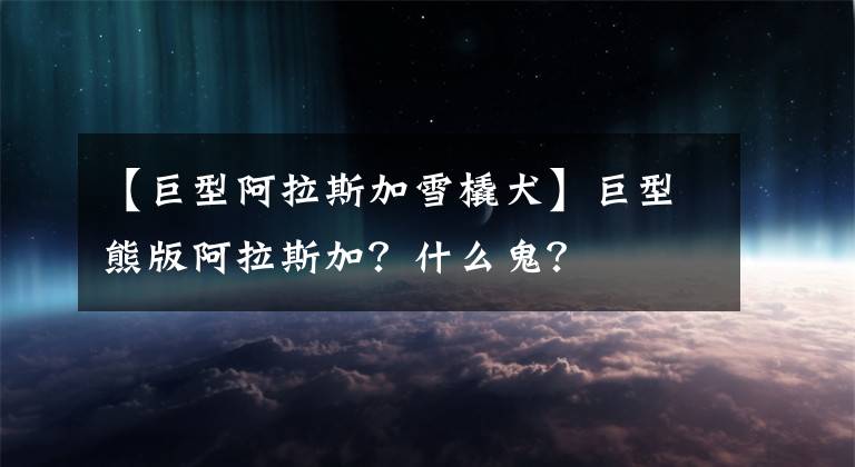 【巨型阿拉斯加雪橇犬】巨型熊版阿拉斯加？什么鬼？