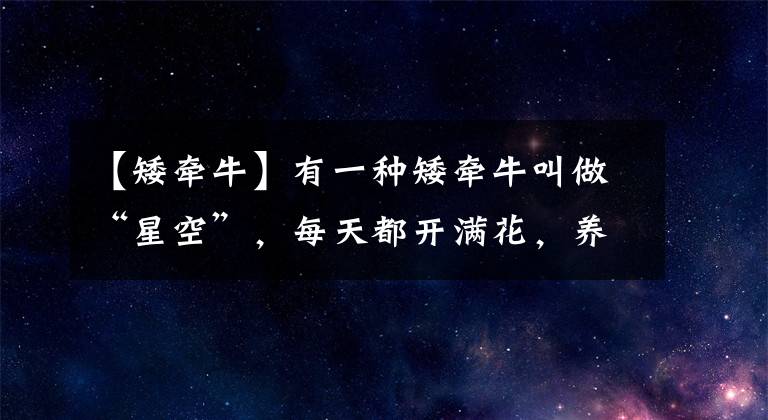 【矮牽?！坑幸环N矮牽牛叫做“星空”，每天都開滿花，養(yǎng)護(hù)方法很簡(jiǎn)單