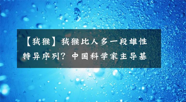 【狨猴】狨猴比人多一段雄性特異序列？中國(guó)科學(xué)家主導(dǎo)基因測(cè)序新模式