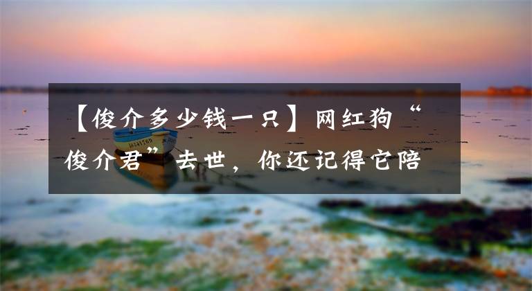 【俊介多少錢一只】網(wǎng)紅狗“俊介君”去世，你還記得它陪伴我們的15年嗎？