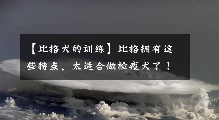 【比格犬的訓(xùn)練】比格擁有這些特點，太適合做檢疫犬了！主人都感到驕傲