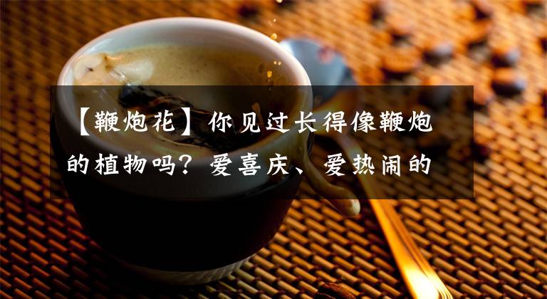 【鞭炮花】你見(jiàn)過(guò)長(zhǎng)得像鞭炮的植物嗎？愛(ài)喜慶、愛(ài)熱鬧的人，快回家養(yǎng)一盆