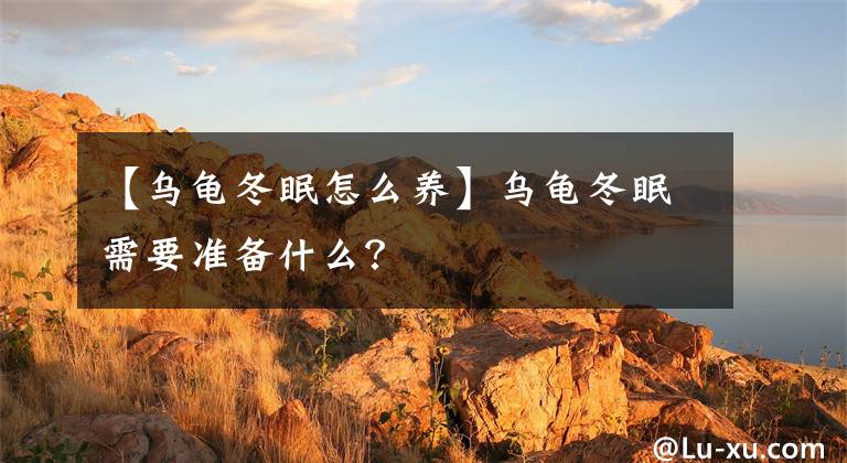 【烏龜冬眠怎么養(yǎng)】烏龜冬眠需要準(zhǔn)備什么？