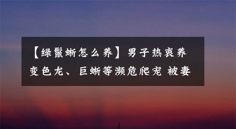 【綠鬣蜥怎么養(yǎng)】男子熱衷養(yǎng)變色龍、巨蜥等瀕危爬寵 被妻子舉報獲刑