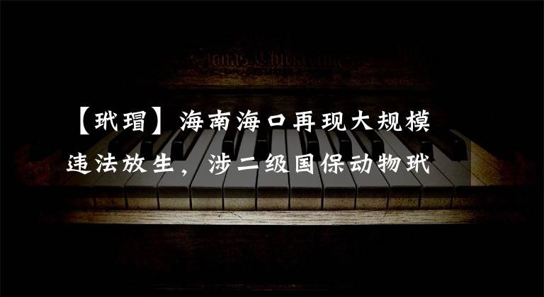 【玳?！亢Ｄ虾？谠佻F(xiàn)大規(guī)模違法放生，涉二級(jí)國保動(dòng)物玳瑁當(dāng)?shù)卣{(diào)查