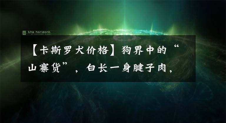 【卡斯羅犬價(jià)格】狗界中的“山寨貨”，白長(zhǎng)一身腱子肉，全是中看不中用的