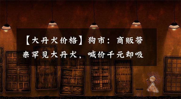 【大丹犬價(jià)格】狗市：商販帶來(lái)罕見大丹犬，喊價(jià)千元卻吸引不到顧客購(gòu)買！