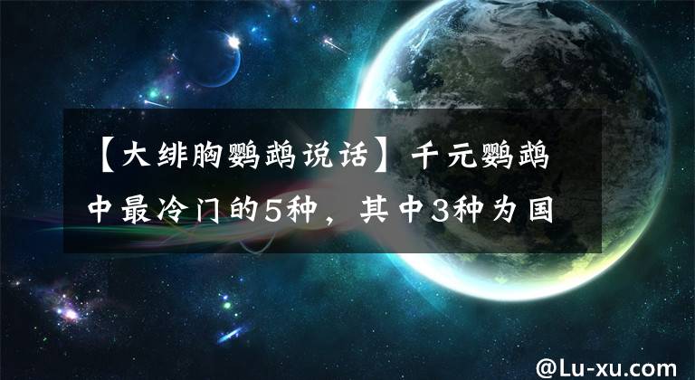 【大緋胸鸚鵡說話】千元鸚鵡中最冷門的5種，其中3種為國(guó)產(chǎn)鸚鵡，口碑極差你知道嗎？