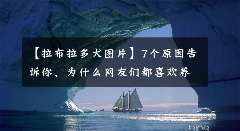 【拉布拉多犬圖片】7個原因告訴你，為什么網(wǎng)友們都喜歡養(yǎng)“拉布拉多犬”？