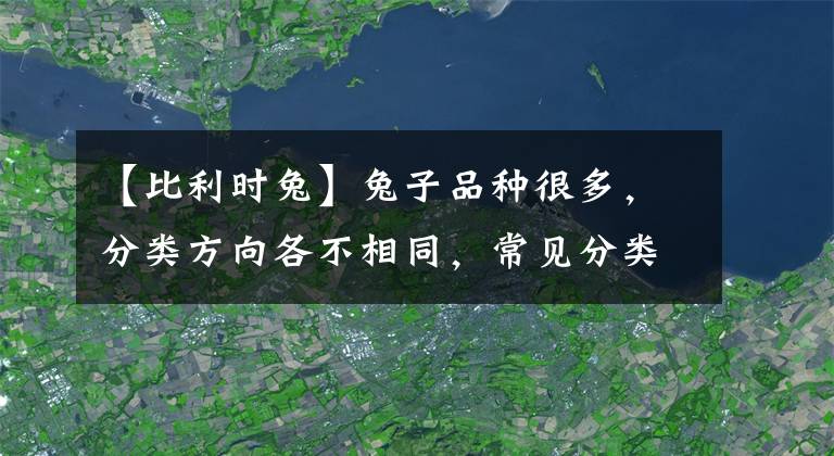 【比利時兔】兔子品種很多，分類方向各不相同，常見分類品種是這樣的