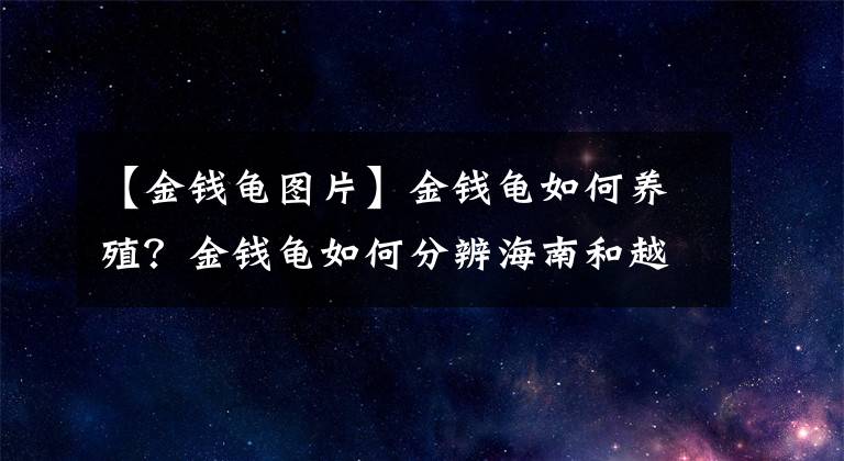 【金錢龜圖片】金錢龜如何養(yǎng)殖？金錢龜如何分辨海南和越南種？金錢龜如何冬眠？