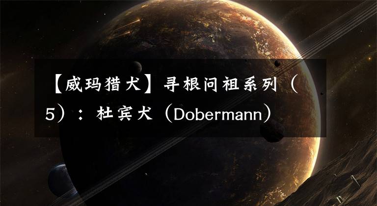 【威瑪獵犬】尋根問祖系列（5）：杜賓犬（Dobermann）