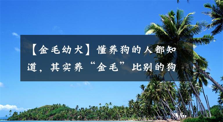 【金毛幼犬】懂養(yǎng)狗的人都知道，其實養(yǎng)“金毛”比別的狗好