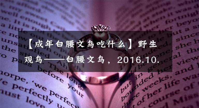 【成年白腰文鳥吃什么】野生觀鳥——白腰文鳥，2016.10.16在陜西楊陵拍攝