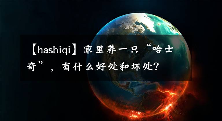 【hashiqi】家里養(yǎng)一只“哈士奇”，有什么好處和壞處？