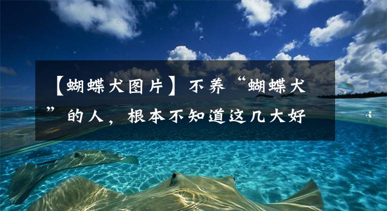 【蝴蝶犬圖片】不養(yǎng)“蝴蝶犬”的人，根本不知道這幾大好處