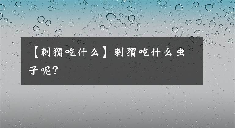 【刺猬吃什么】刺猬吃什么蟲(chóng)子呢？