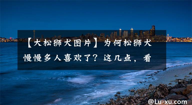 【大松獅犬圖片】為何松獅犬慢慢多人喜歡了？這幾點，看了都忍不住想養(yǎng)