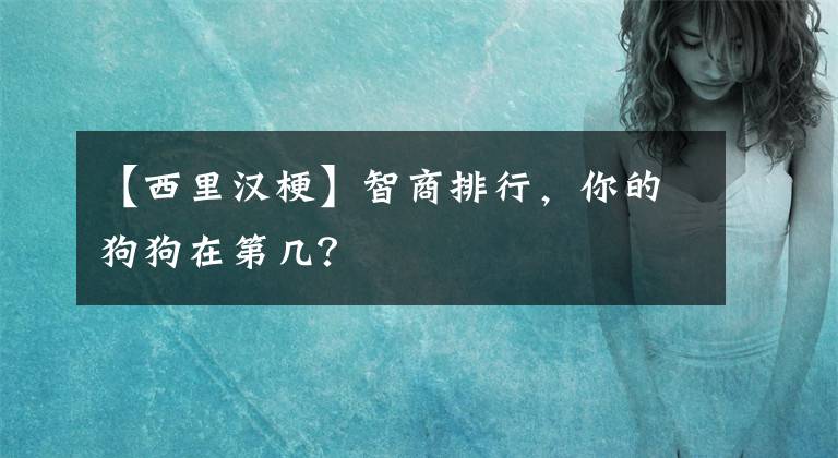 【西里漢?！恐巧膛判?，你的狗狗在第幾？