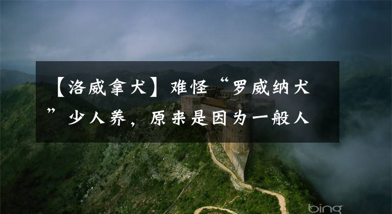 【洛威拿犬】難怪“羅威納犬”少人養(yǎng)，原來是因為一般人養(yǎng)不了