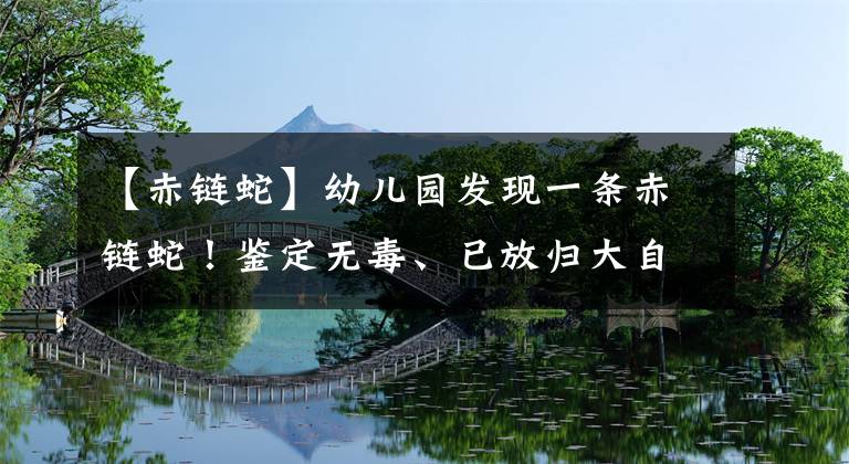 【赤鏈蛇】幼兒園發(fā)現(xiàn)一條赤鏈蛇！鑒定無(wú)毒、已放歸大自然