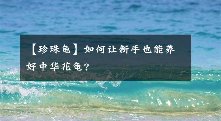 【珍珠龜】如何讓新手也能養(yǎng)好中華花龜?