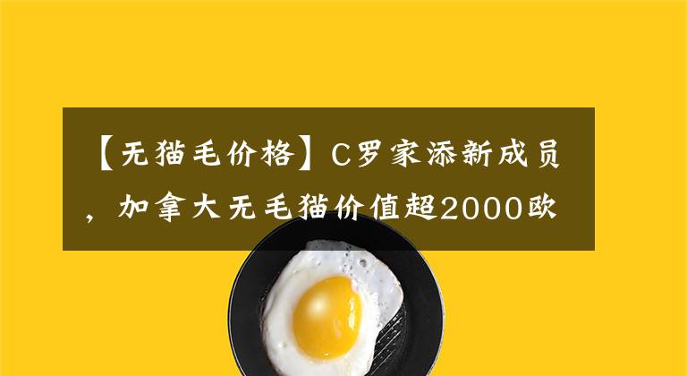 【無貓毛價(jià)格】C羅家添新成員，加拿大無毛貓價(jià)值超2000歐