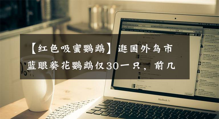 【紅色吸蜜鸚鵡】逛國外鳥市藍眼葵花鸚鵡僅30一只，前幾天花50買了一只，虧大了