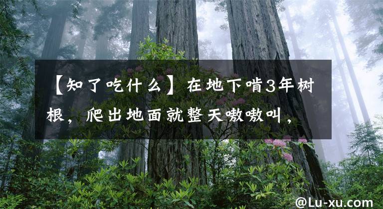 【知了吃什么】在地下啃3年樹根，爬出地面就整天嗷嗷叫，油炸金蟬了解一下？