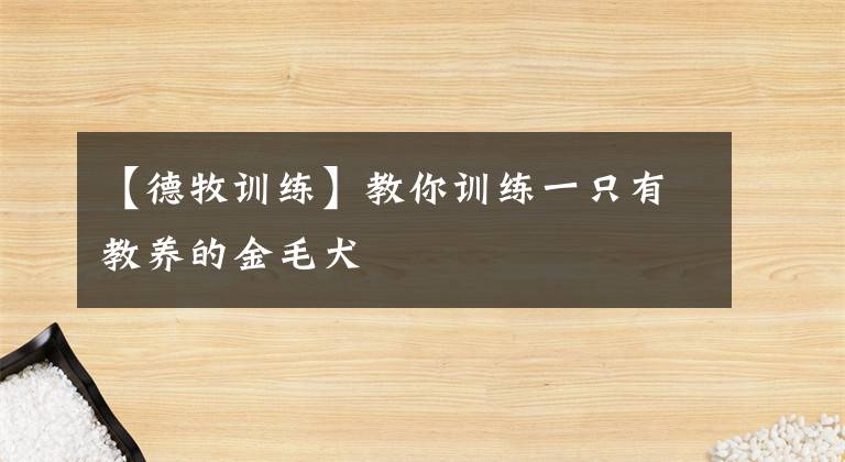 【德牧訓(xùn)練】教你訓(xùn)練一只有教養(yǎng)的金毛犬