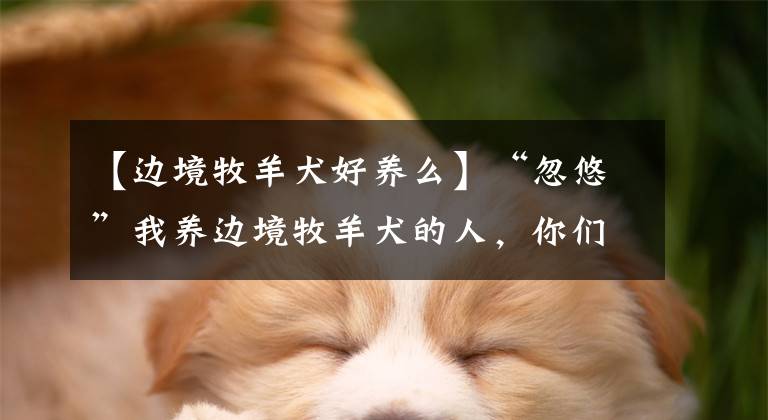 【邊境牧羊犬好養(yǎng)么】“忽悠”我養(yǎng)邊境牧羊犬的人，你們真把我害苦了