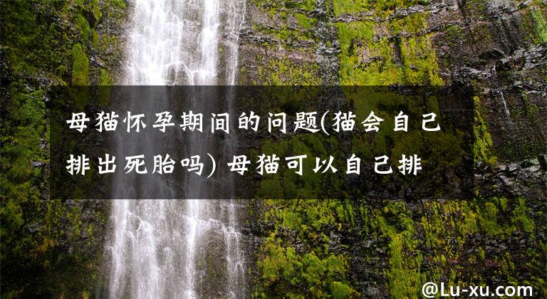 母貓懷孕期間的問題(貓會(huì)自己排出死胎嗎) 母貓可以自己排死胎嗎