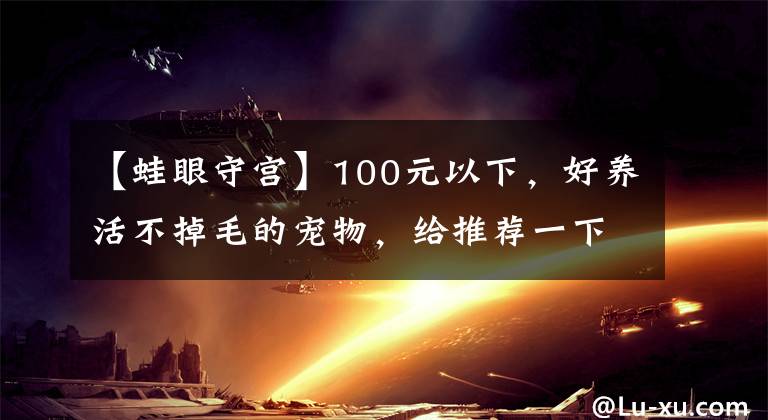 【蛙眼守宮】100元以下，好養(yǎng)活不掉毛的寵物，給推薦一下