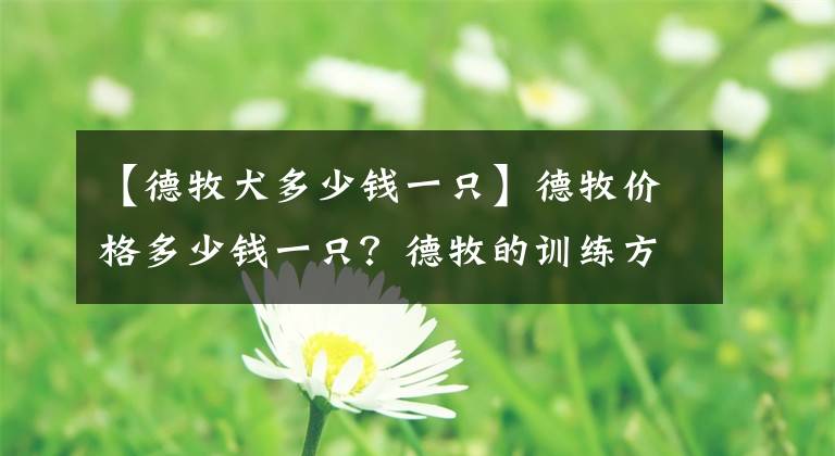 【德牧犬多少錢一只】德牧價(jià)格多少錢一只？德牧的訓(xùn)練方法和技巧你知道嗎？