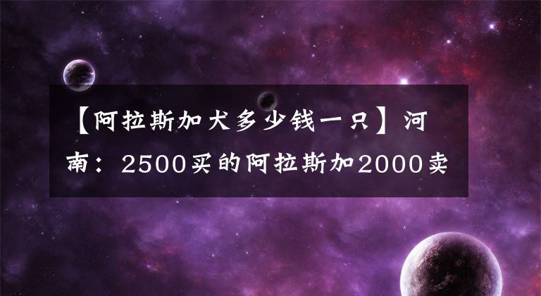 【阿拉斯加犬多少錢一只】河南：2500買的阿拉斯加2000賣，賣狗小夫妻理由很充分：沒時間喂