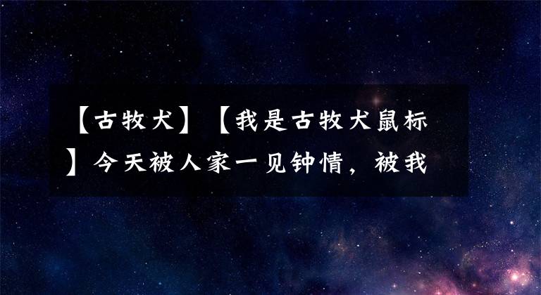 【古牧犬】【我是古牧犬鼠標】今天被人家一見鐘情，被我無情的拒絕啦。