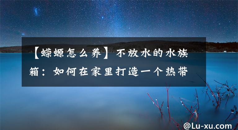 【蠑螈怎么養(yǎng)】不放水的水族箱：如何在家里打造一個(gè)熱帶雨林？