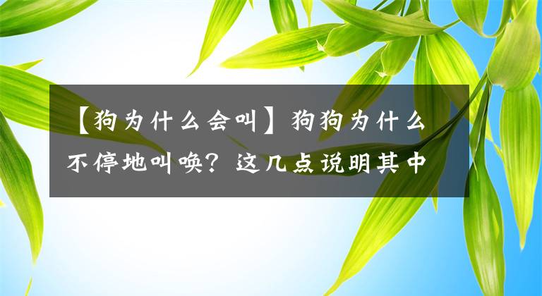 【狗為什么會(huì)叫】狗狗為什么不停地叫喚？這幾點(diǎn)說(shuō)明其中的原因，寵主們可別誤會(huì)了