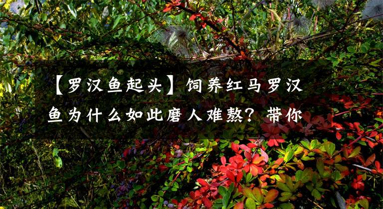 【羅漢魚起頭】飼養(yǎng)紅馬羅漢魚為什么如此磨人難熬？帶你深入解析。