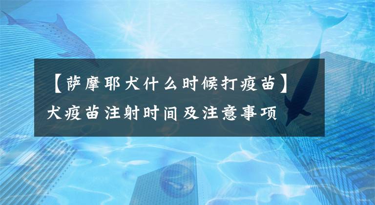 【薩摩耶犬什么時候打疫苗】犬疫苗注射時間及注意事項